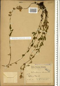 Helianthemum nummularium (L.) Mill., Caucasus, Armenia (K5) (Armenia)