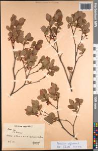 Vaccinium uliginosum L., Eastern Europe, Northern region (E1) (Russia)