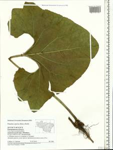 Petasites spurius (Retz.) Rchb., Eastern Europe, Central region (E4) (Russia)