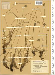 Alopecurus dasyanthus Trautv., Caucasus, Krasnodar Krai & Adygea (K1a) (Russia)