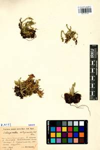 Selaginoides spinulosa (A. Braun ex Döll) Li Bing Zhang & X. M. Zhou, Siberia, Baikal & Transbaikal region (S4) (Russia)