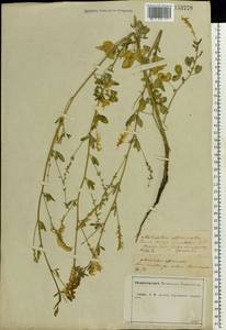 Melilotus officinalis (L.) Lam., Eastern Europe, Central forest-and-steppe region (E6) (Russia)