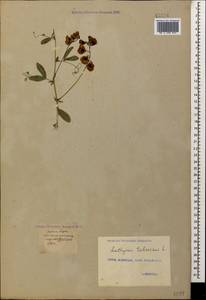 Lathyrus tuberosus L., Caucasus, Georgia (K4) (Georgia)