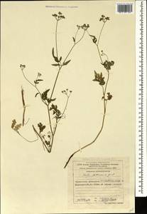 Torilis japonica (Houtt.) DC., Caucasus, Azerbaijan (K6) (Azerbaijan)