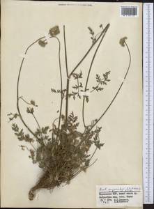Seseli mucronatum (Schrenk) Pimenov & Sdobnina, Middle Asia, Pamir & Pamiro-Alai (M2) (Tajikistan)