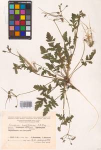 Erodium hoefftianum C. A. Mey., Eastern Europe, Lower Volga region (E9) (Russia)