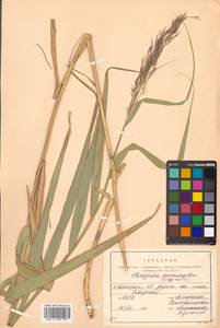 Phragmites australis (Cav.) Trin. ex Steud., Siberia, Russian Far East (S6) (Russia)