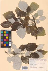 Populus alba L., Eastern Europe, Lower Volga region (E9) (Russia)