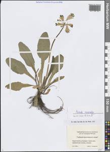 Primula veris subsp. macrocalyx (Bunge) Lüdi, Siberia, Central Siberia (S3) (Russia)