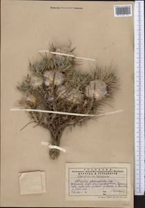 Astragalus pterocephalus Bunge, Middle Asia, Western Tian Shan & Karatau (M3) (Kazakhstan)