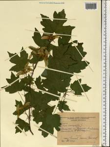 Acer campestre L., Eastern Europe, South Ukrainian region (E12) (Ukraine)