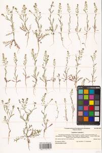 Lepidium ruderale L., Eastern Europe, Lower Volga region (E9) (Russia)
