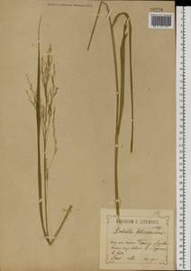 Scolochloa festucacea (Willd.) Link, Eastern Europe, Central forest-and-steppe region (E6) (Russia)