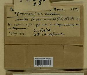 Homalia trichomanoides (Hedw.) Brid., Bryophytes, Bryophytes - Russian Far East (excl. Chukotka & Kamchatka) (B20) (Russia)