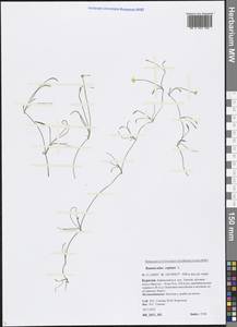 Ranunculus reptans L., Siberia, Baikal & Transbaikal region (S4) (Russia)