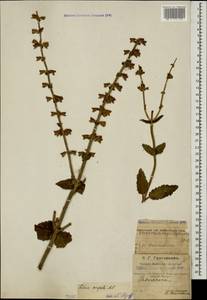 Salvia virgata Jacq., Caucasus, Azerbaijan (K6) (Azerbaijan)
