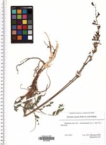 Oxytropis spicata (Pall.) O.Fedtsch. & B.Fedtsch., Eastern Europe, Eastern region (E10) (Russia)