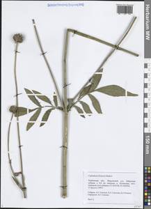 Cephalaria litvinovii Bobrov, Eastern Europe, Central forest-and-steppe region (E6) (Russia)