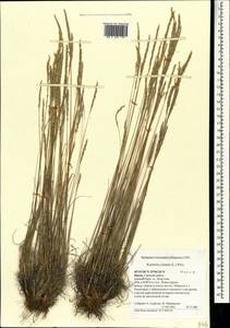 Koeleria pyramidata (Lam.) P.Beauv., Crimea (KRYM) (Russia)