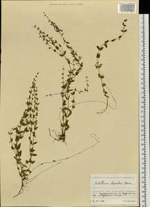 Scutellaria dependens Maxim., Siberia, Russian Far East (S6) (Russia)