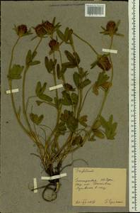 Trifolium, Eastern Europe, Moldova (E13a) (Moldova)