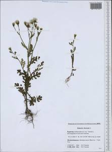 Senecio viscosus L., Siberia, Baikal & Transbaikal region (S4) (Russia)