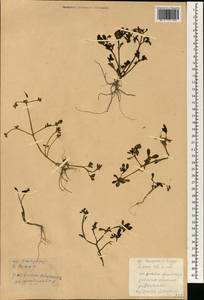 Portulaca oleracea L., South Asia, South Asia (Asia outside ex-Soviet states and Mongolia) (ASIA) (China)