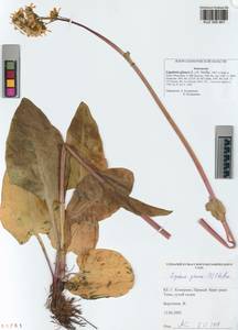 Ligularia glauca (L.) O.Hoffm., Siberia, Altai & Sayany Mountains (S2) (Russia)