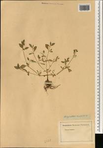 Achyranthes brachiata L., South Asia, South Asia (Asia outside ex-Soviet states and Mongolia) (ASIA) (Not classified)