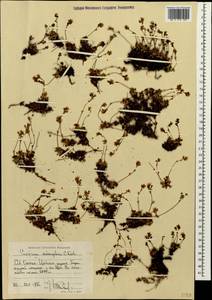 Saxifraga scleropoda Somm. & Levier., Caucasus, North Ossetia, Ingushetia & Chechnya (K1c) (Russia)