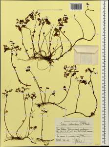 Phedimus stolonifer (S. G. Gmel.) 't Hart, Caucasus, Stavropol Krai, Karachay-Cherkessia & Kabardino-Balkaria (K1b) (Russia)