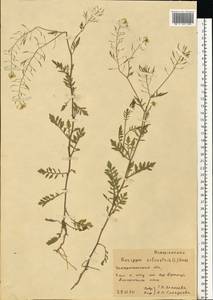 Rorippa sylvestris (L.) Besser, Eastern Europe, West Ukrainian region (E13) (Ukraine)