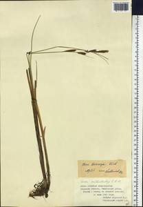 Carex lasiocarpa Ehrh., Siberia, Russian Far East (S6) (Russia)