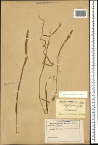 Phleum paniculatum Huds., Caucasus (no precise locality) (K0)