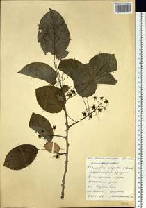 Actinidia arguta (Siebold & Zucc.) Planch. ex Miq., Siberia, Russian Far East (S6) (Russia)