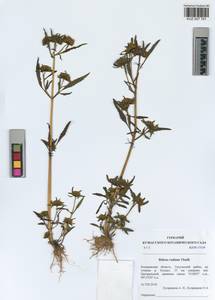 Bidens radiata Thuill., Siberia, Altai & Sayany Mountains (S2) (Russia)