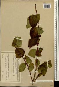 Philadelphus coronarius L., Caucasus, Black Sea Shore (from Novorossiysk to Adler) (K3) (Russia)