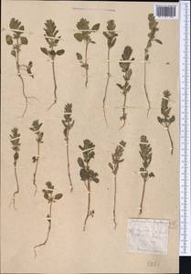 Lallemantia royleana (Benth.) Benth., Middle Asia, Kopet Dag, Badkhyz, Small & Great Balkhan (M1) (Turkmenistan)