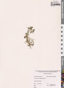 Callitriche palustris L., Siberia, Russian Far East (S6) (Russia)