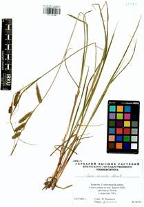 Carex vesicata Meinsh., Siberia, Baikal & Transbaikal region (S4) (Russia)