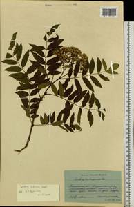 Sorbus aucuparia L., Siberia, Western Siberia (S1) (Russia)