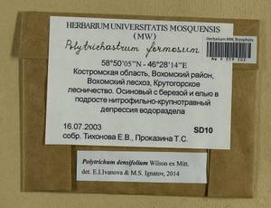 Polytrichum densifolium Wilson ex Mitt., Bryophytes, Bryophytes - Middle Russia (B6) (Russia)