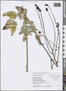 Sanguisorba officinalis L., Eastern Europe, Central region (E4) (Russia)