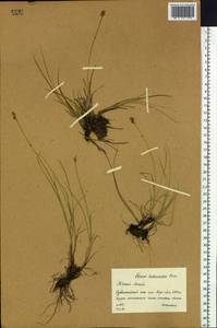 Carex heleonastes Ehrh. ex L.f., Siberia, Western (Kazakhstan) Altai Mountains (S2a) (Kazakhstan)