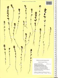 Euphrasia, Siberia, Baikal & Transbaikal region (S4) (Russia)