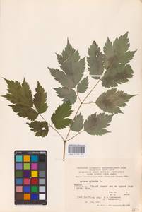 Actaea spicata L., Eastern Europe (no precise locality) (E0)