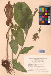 Lactuca macrophylla, Eastern Europe, Eastern region (E10) (Russia)