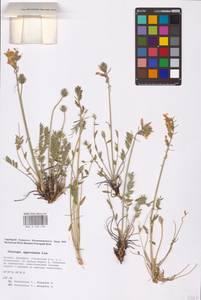 Oxytropis approximata Less., Eastern Europe, Eastern region (E10) (Russia)