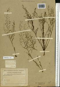 Thesium ramosum Hayne, Eastern Europe, Moscow region (E4a) (Russia)