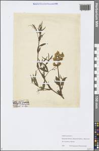 Lathyrus pratensis L., Eastern Europe, Central region (E4) (Russia)